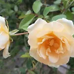Villino La Rosa Antica